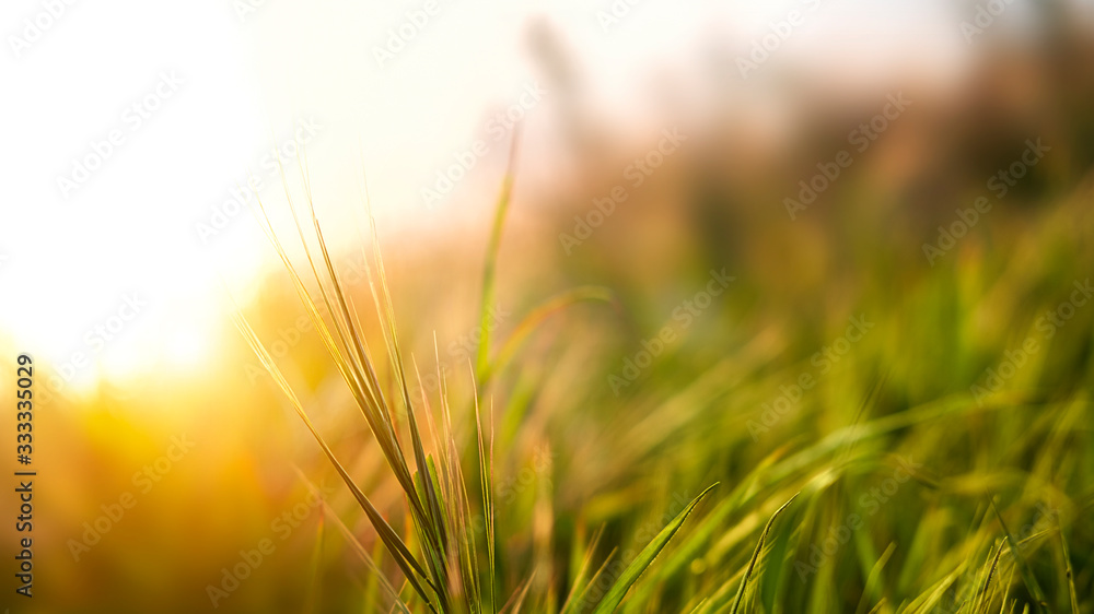 Green grass on meadow on sunset, macro photo. Natural abstract background banner, rural summertime scene. Sun light effect