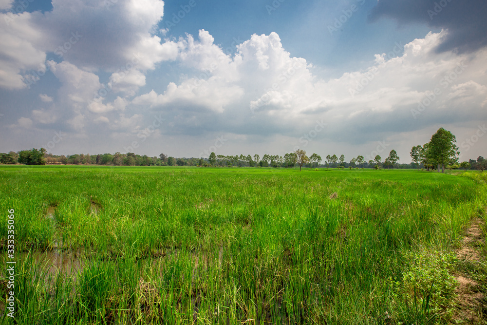 A close up view of a green rice field And surrounded by various species of trees, seen in scenic spots or rural tourist routes, beautiful ecological systems