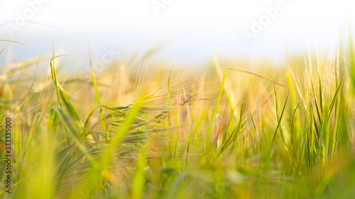 Green grass on meadow on sunset, macro photo. Natural abstract background banner, rural summertime scene. Sun light effect