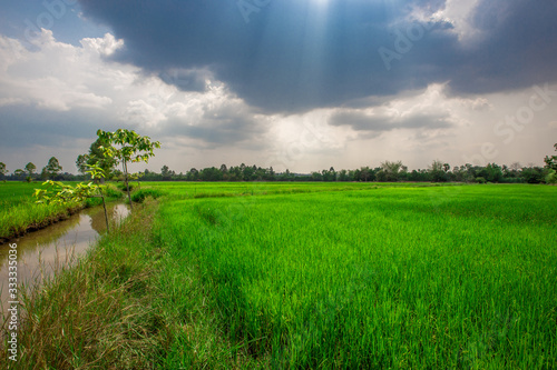 A close up view of a green rice field And surrounded by various species of trees, seen in scenic spots or rural tourist routes, beautiful ecological systems