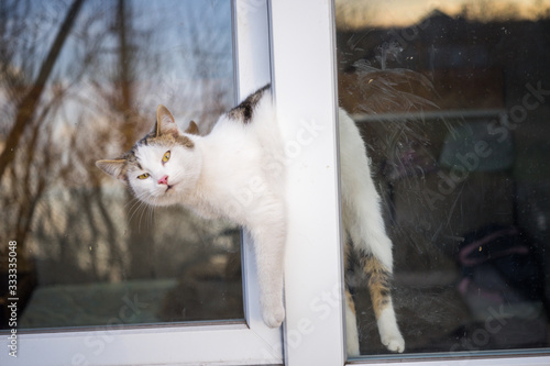 Cat stuck in the window. An open window is dangerous for pets. Take care of your pets