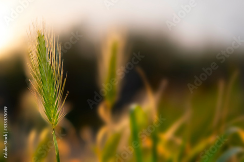 Green macro Wheat grain cereal plant on green grass field meadow defocused background on sunset. Agriculture concept. Summer scene. Selective soft focus. Sun light effect