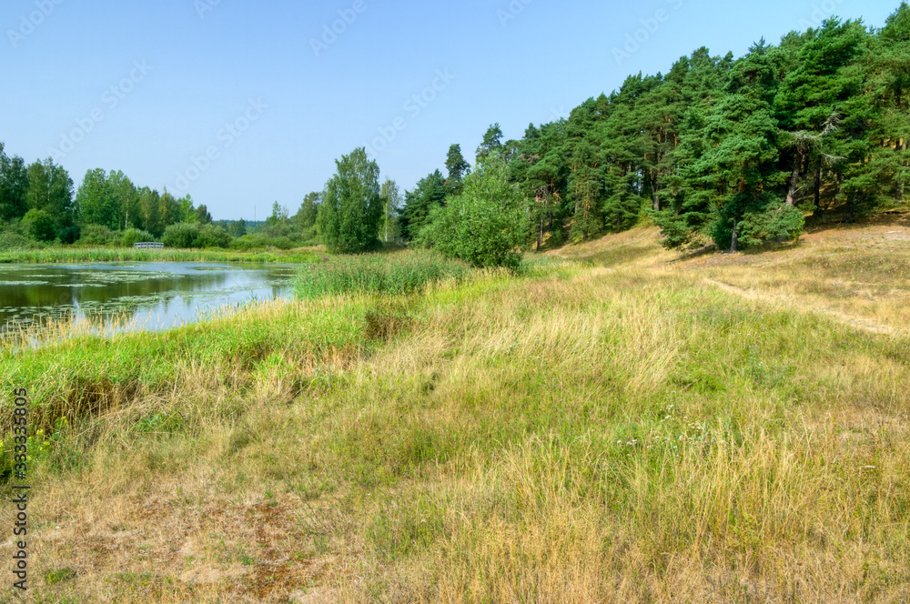 trees in field