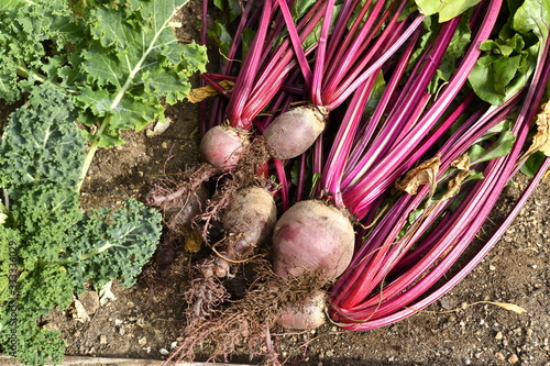 Backyard garden in Arizona photo