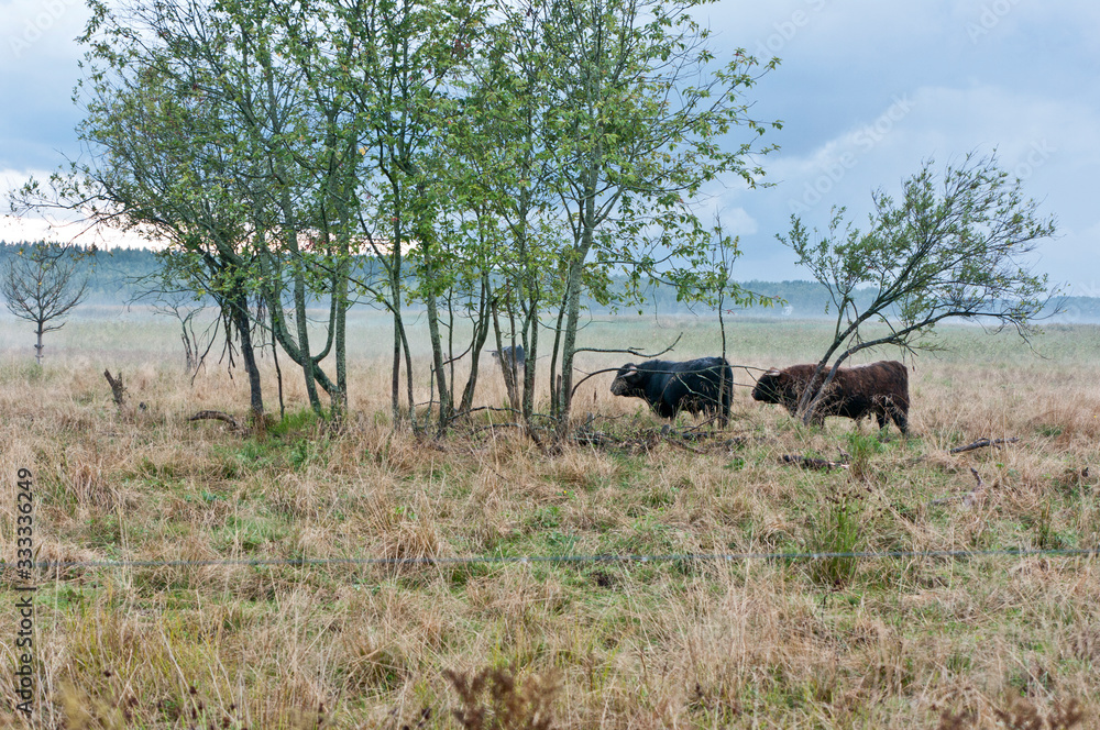Naklejka premium cows in field
