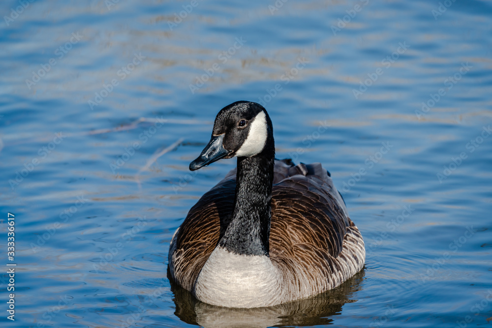 Springtime, geese looking for the food and trying to find a partner Springtime, geese looking for the food and trying to find a partner