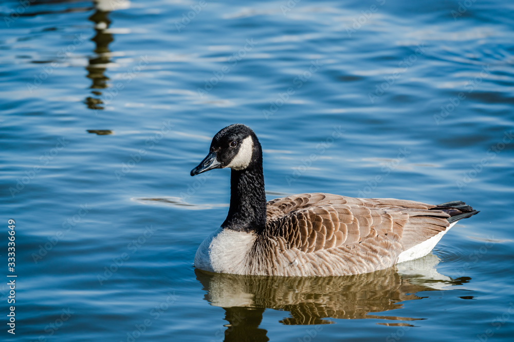 Springtime, geese looking for the food and trying to find a partner Springtime, geese looking for the food and trying to find a partner