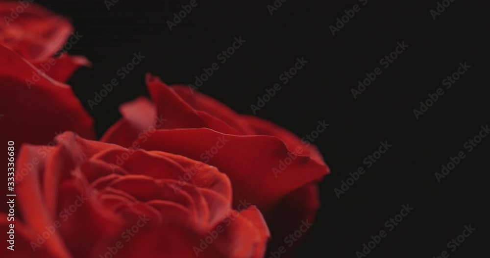 red rose on black background red rose on black background
