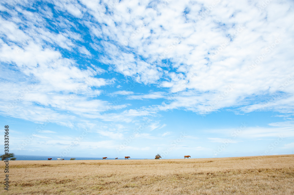 Fototapeta premium Horde of Horses in the field, blue sky