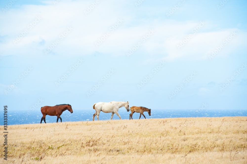 Horde of Horses in the field, blue sky