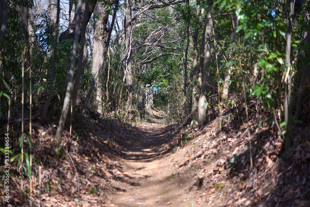 里山の山道(神奈川県黒川〜小野路) 里山の山道(神奈川県黒川〜小野路)