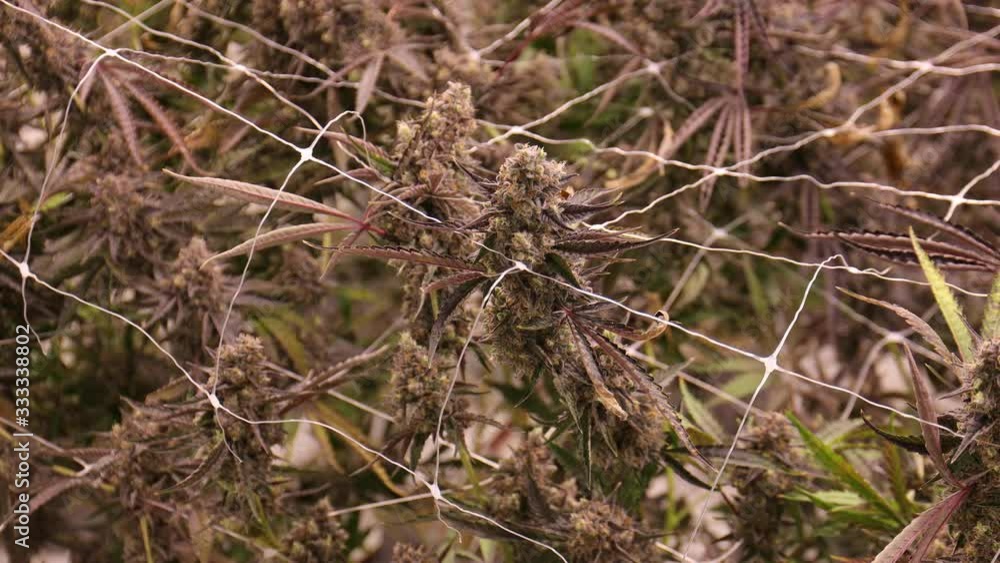 Cannabis Grow Room Large Plants Flowering Big Buds Cannabis Grow Room Large Plants Flowering Big Buds