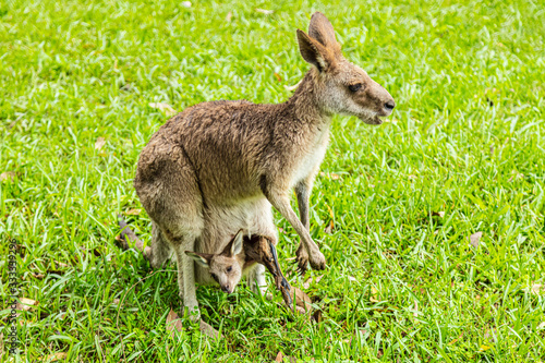 Kangaroo mother with small Joey in her pouch. Close up to kangaroo mom at the Australian Zoo.Little Joey looks out of the pouch. Kangaroo on a green gras field.