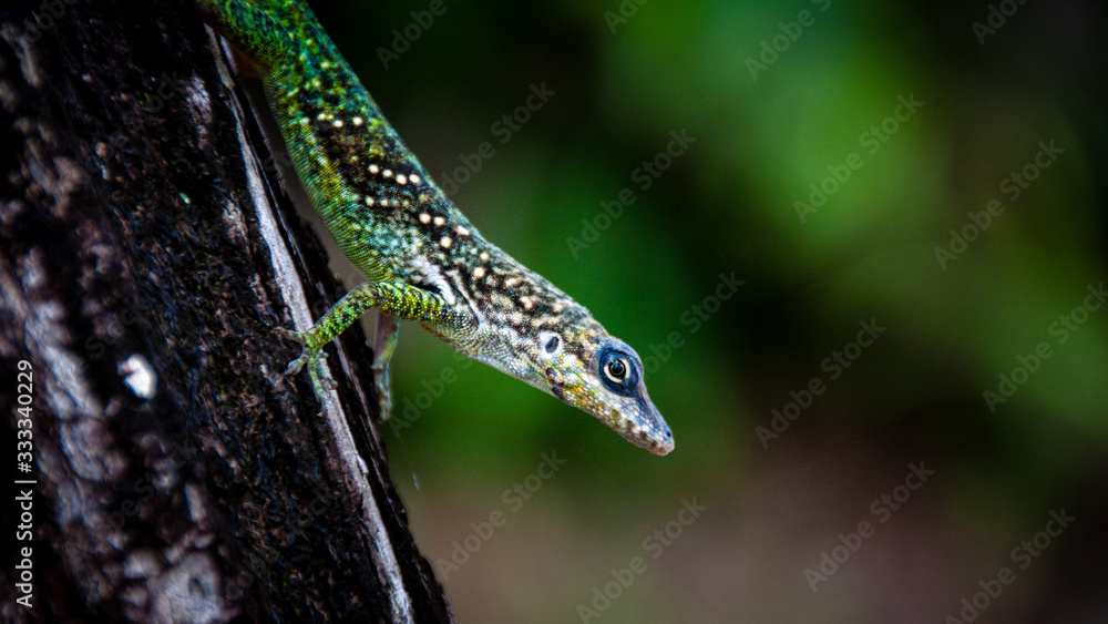 Naklejka premium lizard on a rock