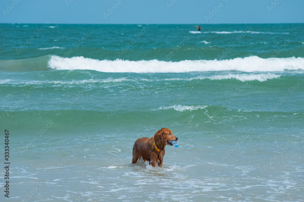 A dog bathes in the sea on a Sunny day