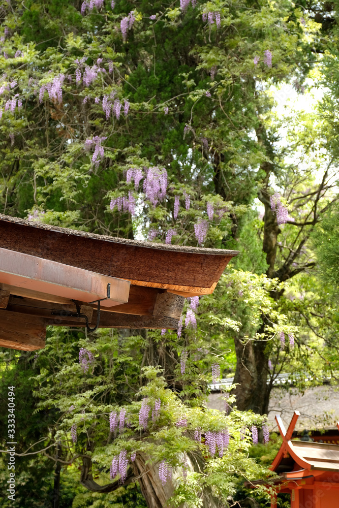 春日大社で美しい藤の花が咲く風景（日本の奈良の春の風景）