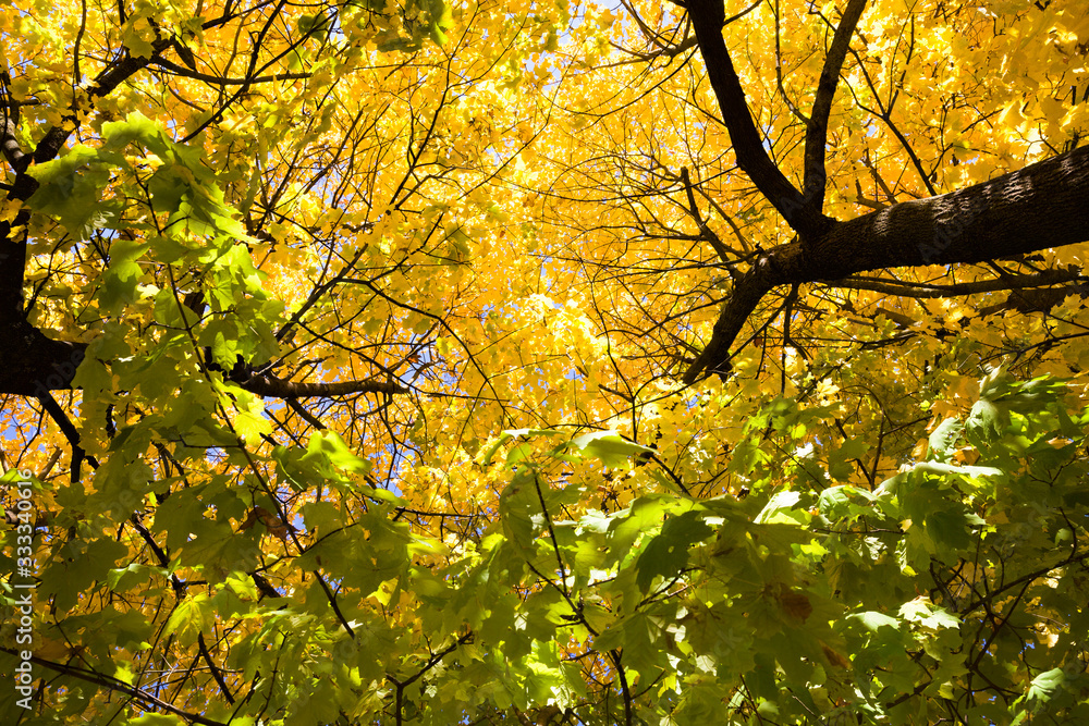 Fototapeta premium yellow maple