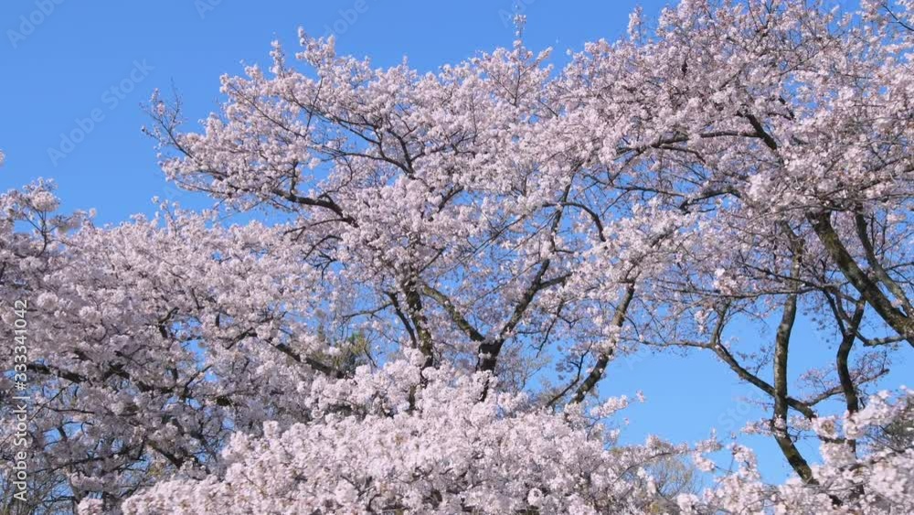 青空と満開の桜