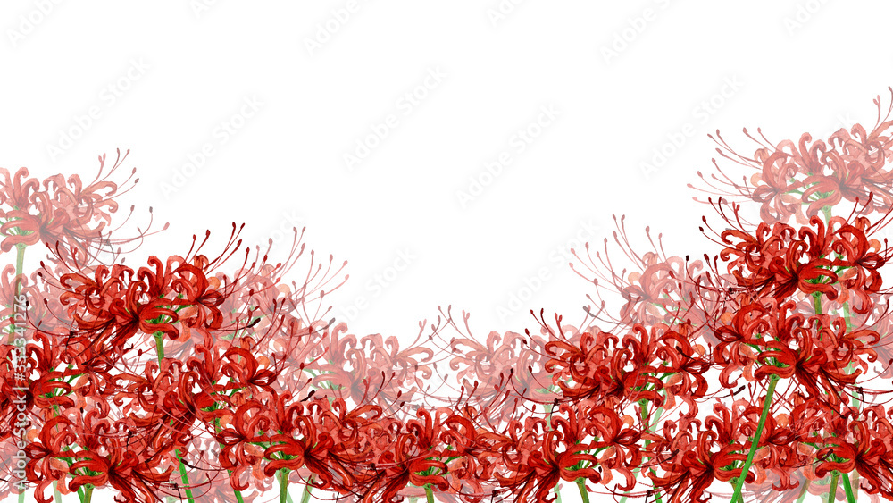 ヒガンバナ水彩画 Stock イラスト Adobe Stock ヒガンバナ水彩画 Stock イラスト Adobe Stock