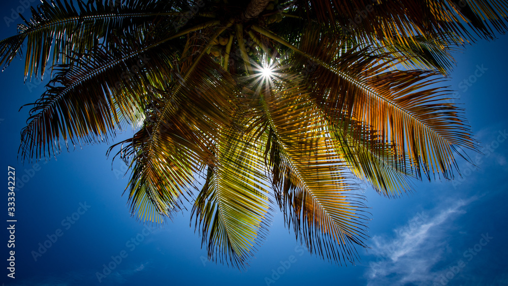 Fototapeta premium palm tree on background of blue sky