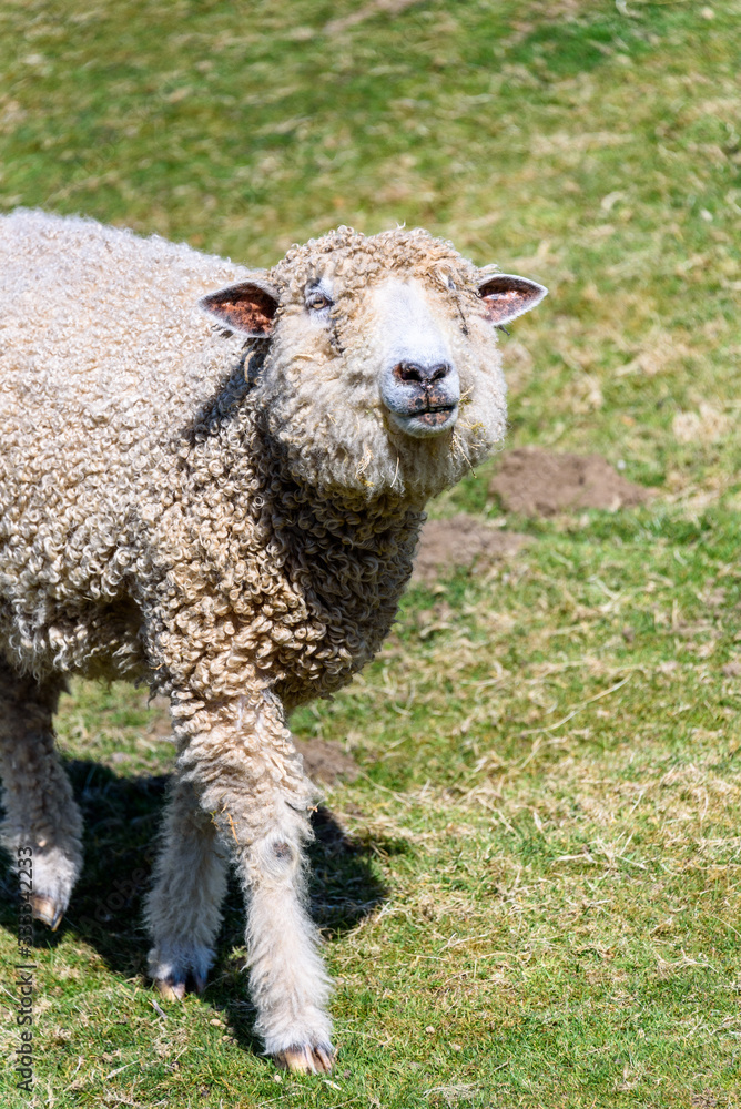 Shaggy white sheep walking in a pasture on a sunny day Shaggy white sheep walking in a pasture on a sunny day