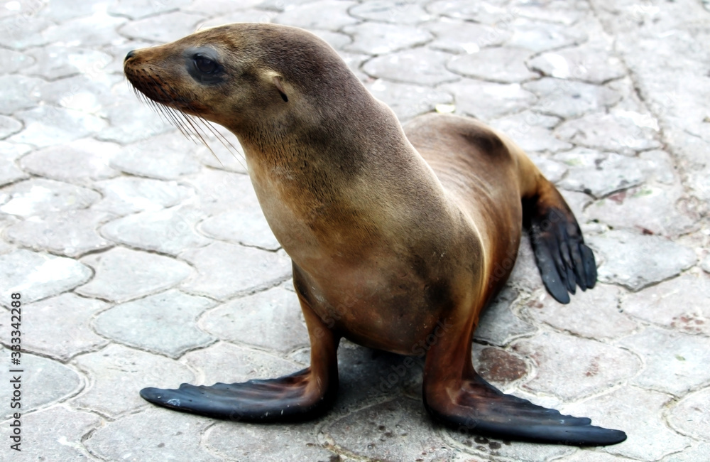 Fototapeta premium Sealion 1