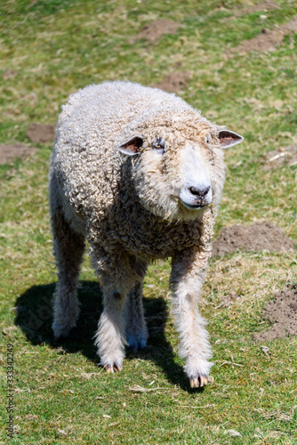 Shaggy white sheep walking in a pasture on a sunny day