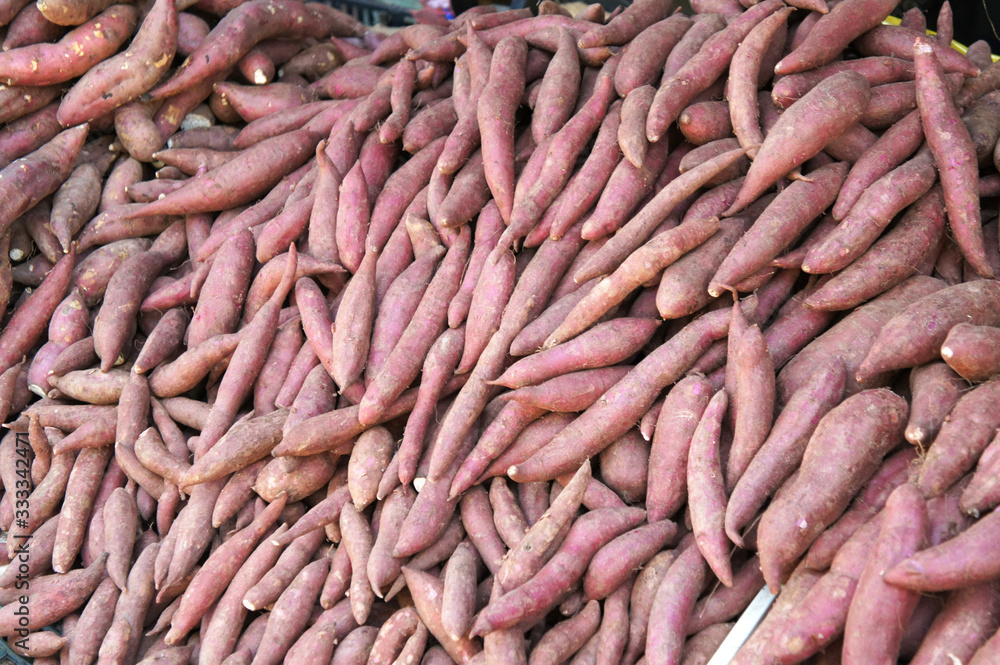 Sweet potatoes piled for sale. Also known as Ipomoea batatas as its scientific name. Always used by Asian people as ingredient in their cook and traditional cakes. Sweet potatoes piled for sale. Also known as Ipomoea batatas as its scientific name. Always used by Asian people as ingredient in their cook and traditional cakes.