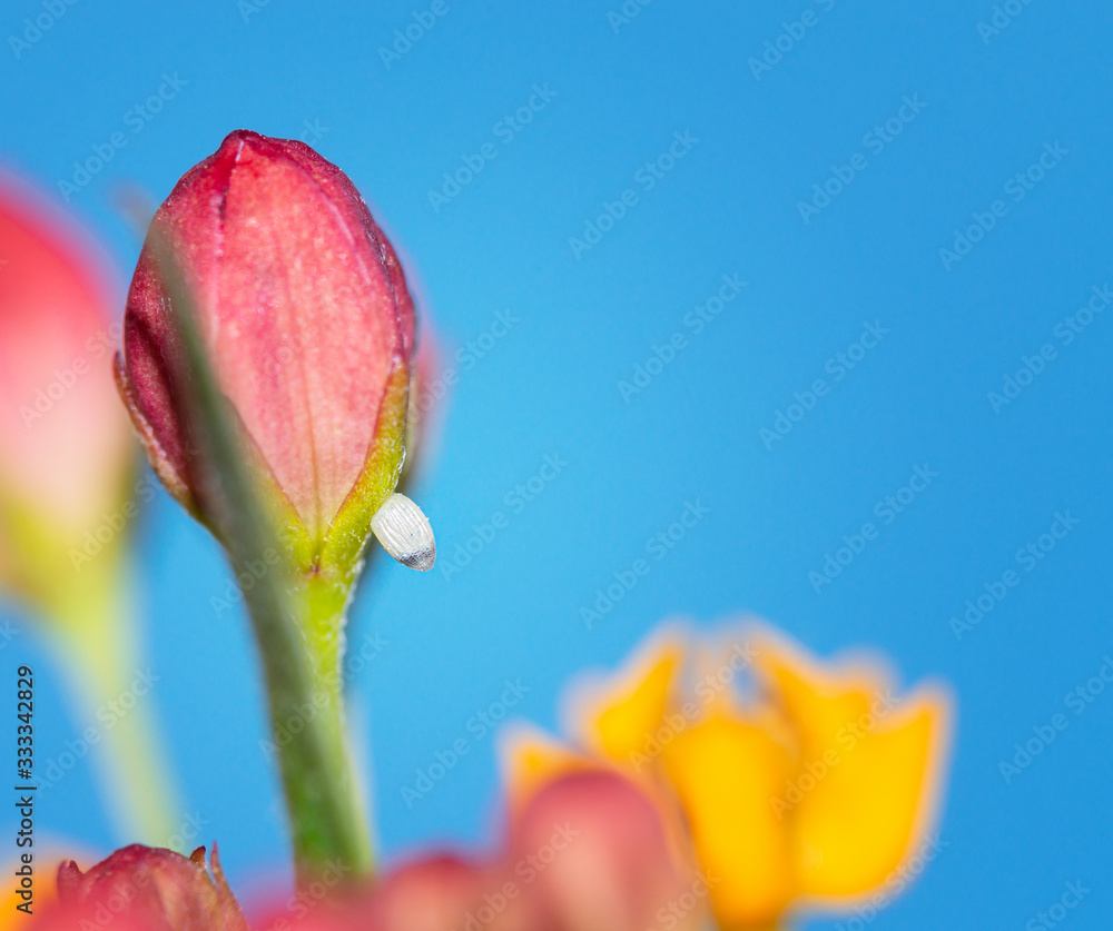 Monarch butterfly egg attached to a tropical milkweed flower bud and ...