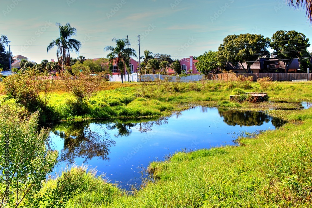 Obraz premium Overgrown landscapes in Florida state