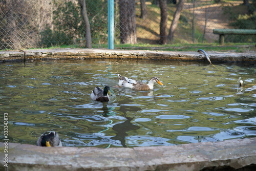 park with duck stock photo