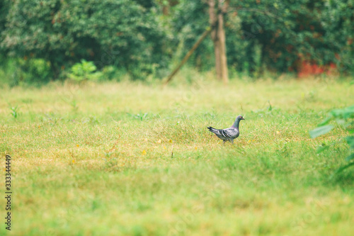 A pigeon in the grass