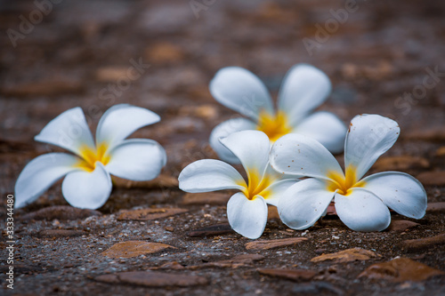 Plumeria flowers placed on a cement concrete floor © Charoenchai