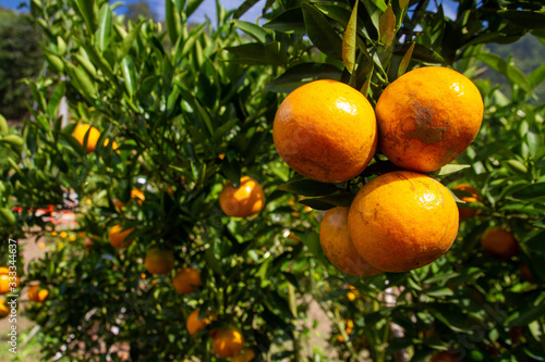 Fresh oranges Waiting to harvest in organic farming.