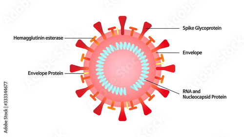Coronavirus (COVID19), Coronavirus diseases structure image