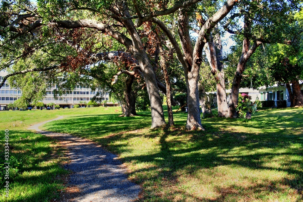 Overgrown landscapes in Florida state