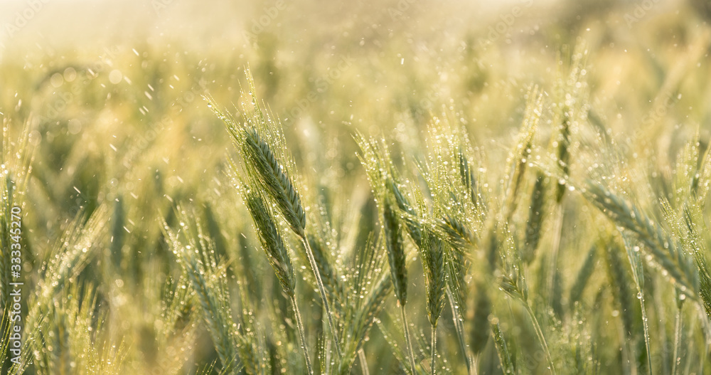 golden wheat field golden wheat field