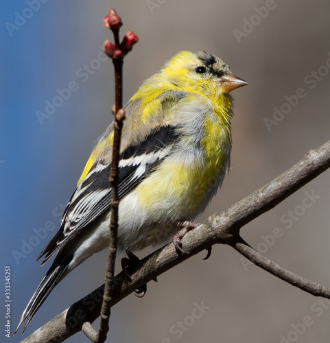 America goldfinch sitting on branch with springtime blossoms