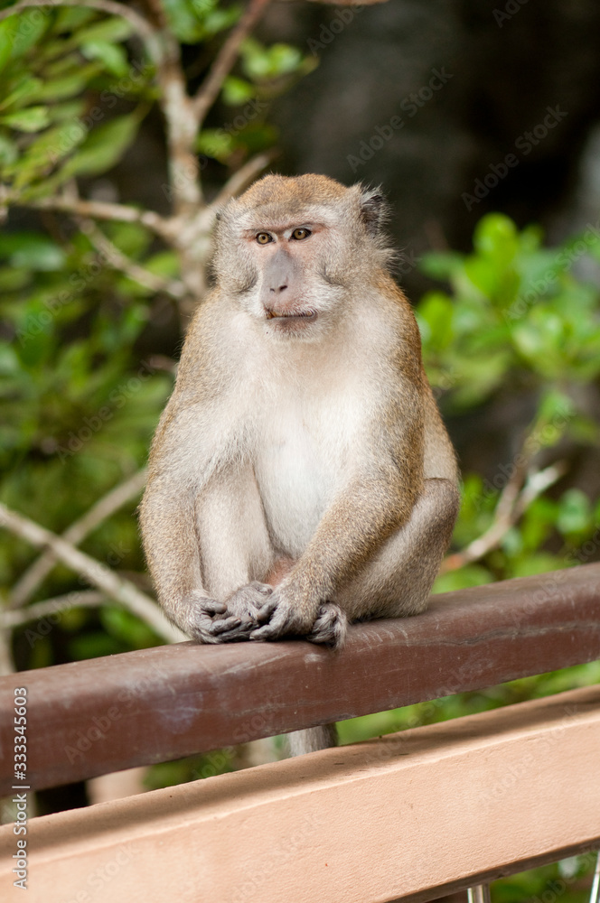 Long-tailed Macaque on the railing