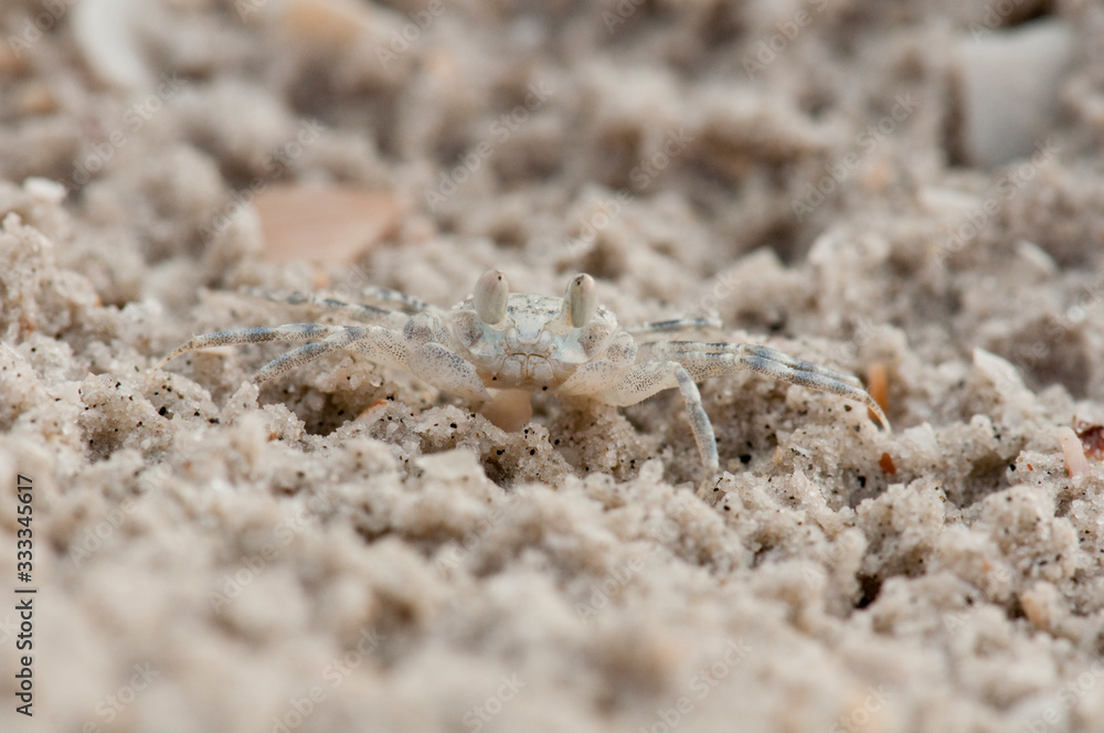 Small crab on the beach at Langkawi, Malaysia Small crab on the beach at Langkawi, Malaysia