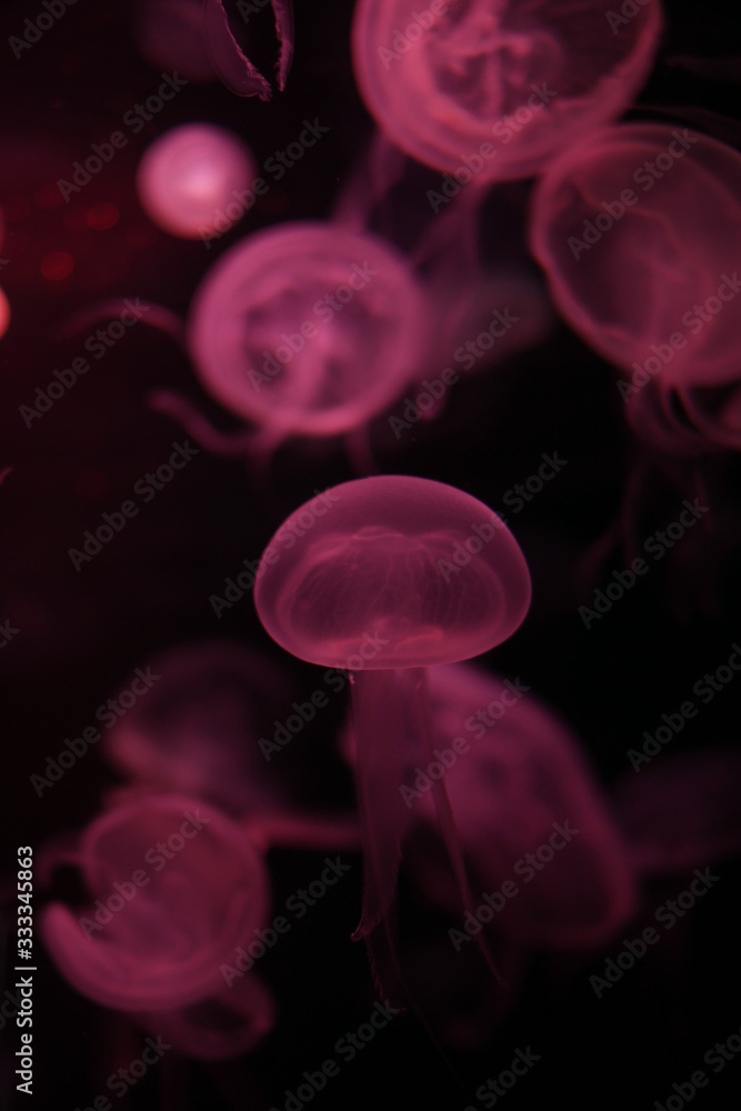 Obraz premium Close-up Jellyfish, Medusa in fish tank with neon light. Jellyfish is free-swimming marine coelenterate with a jellylike bell- or saucer-shaped body that is typically transparent.
