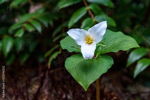 Native northwest trilliums growing in the woods, white spring flowers photo