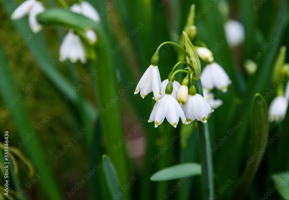 Small white flowers, Summer Snowflake, blooming in a garden Small white flowers, Summer Snowflake, blooming in a garden