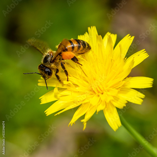 Macro photograph of bee pollinating flower