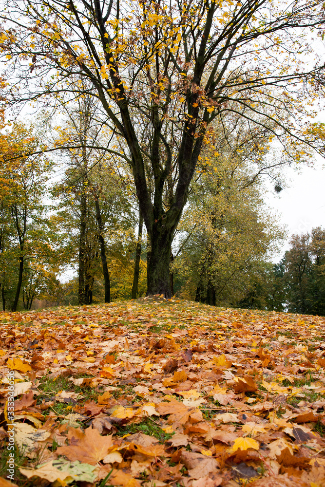 autumn yellow foliage autumn yellow foliage