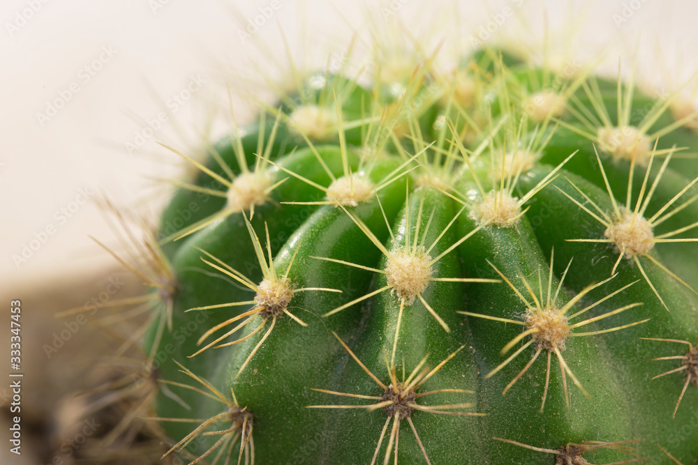 Potted cactus plant on the table, close-up image Potted cactus plant on the table, close-up image