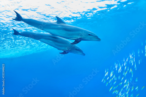 二頭のイルカが仲良く泳ぐ海 © ISPHOTO