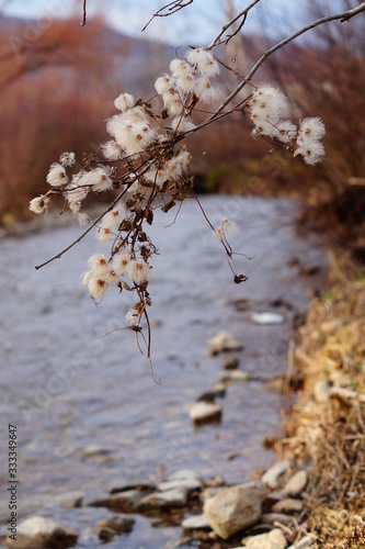 autumn white fluffy weed flowers over the river