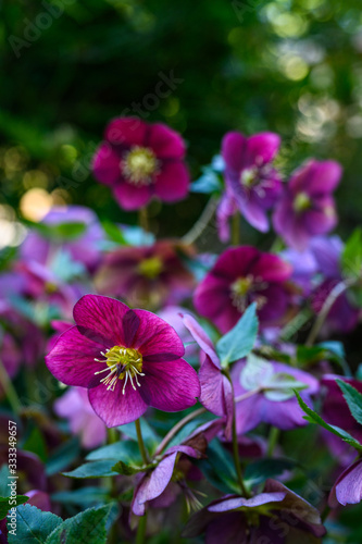 Maroon hellebore  lenten rose  blooming in a woodland garden