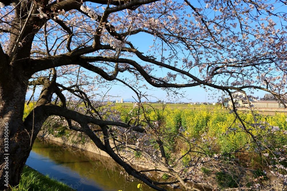 さくら　川　菜の花　春　風景　杤木